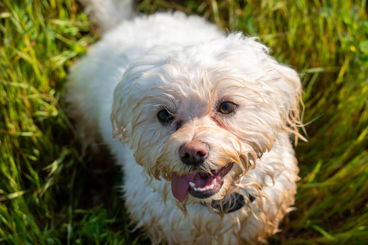 Teacup Poodle