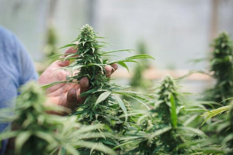 Learn About the Potential Negative Effects of Dr. Ganja's THCA Flower