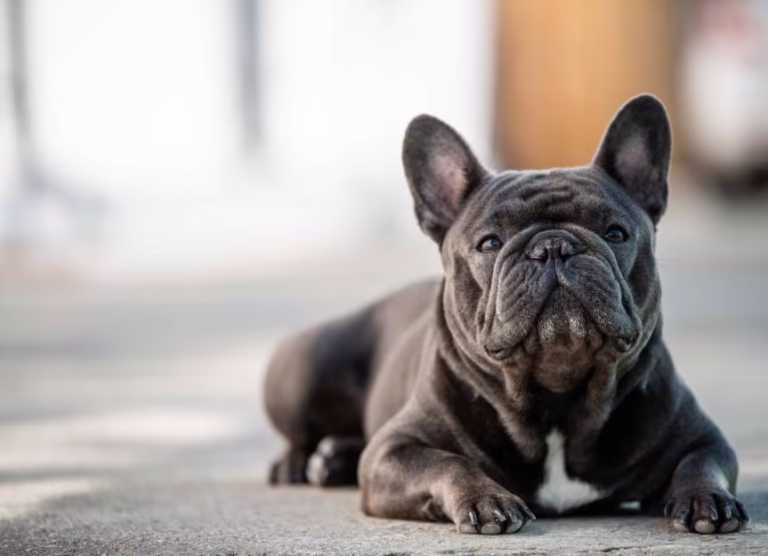 Should You Sterilize a Frenchie? Benefits & Considerations